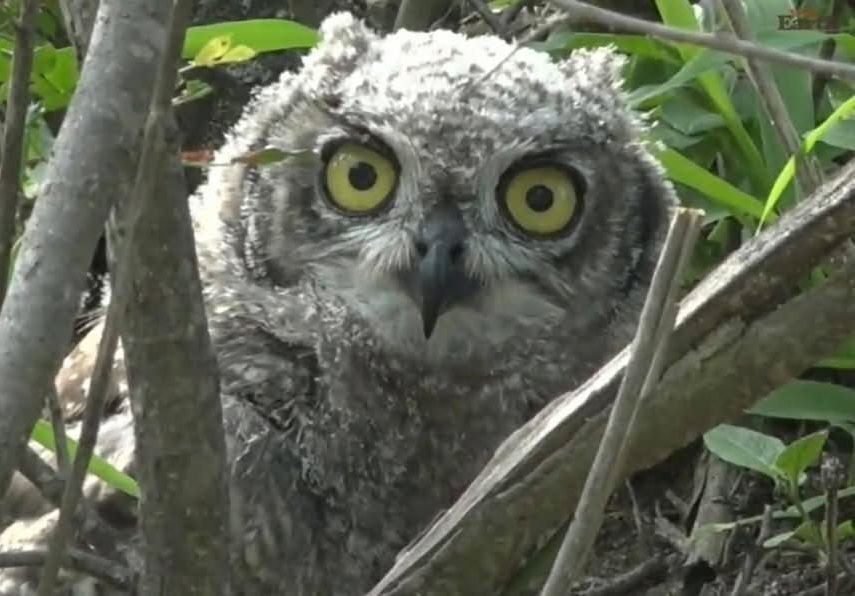 Juvenile African spotted eagle owl