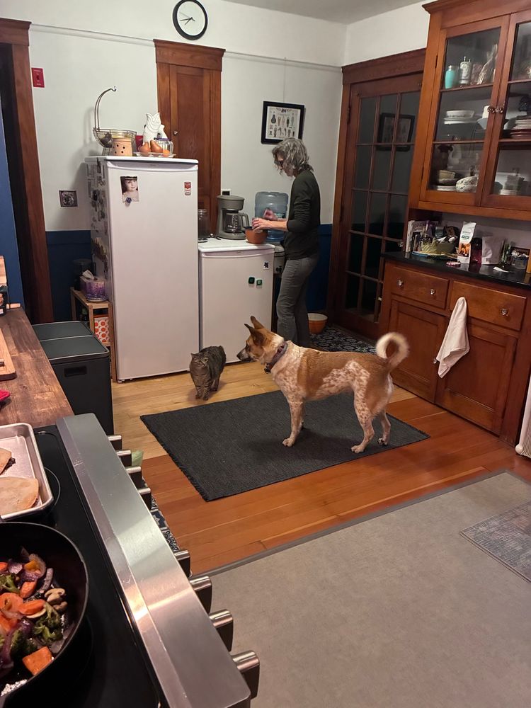 A cat and dog in a kitchen at feeding time looking at each other while their feed bowls are being prepped by a woman.