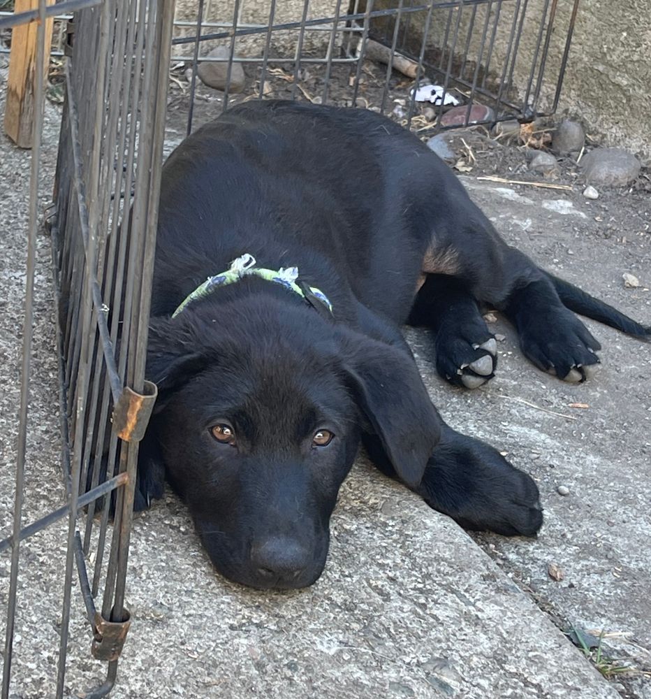 Cubby, lying down next to a cage fence. He looks very flat in this image. Staring at the camera. 