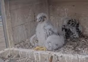 screenshot of one of the baby falcons from the msu stadium falcon cam. it's just kind of sitting and staring at nothing w its mouth slightly open. not a single brain cell in there kind of behavior.