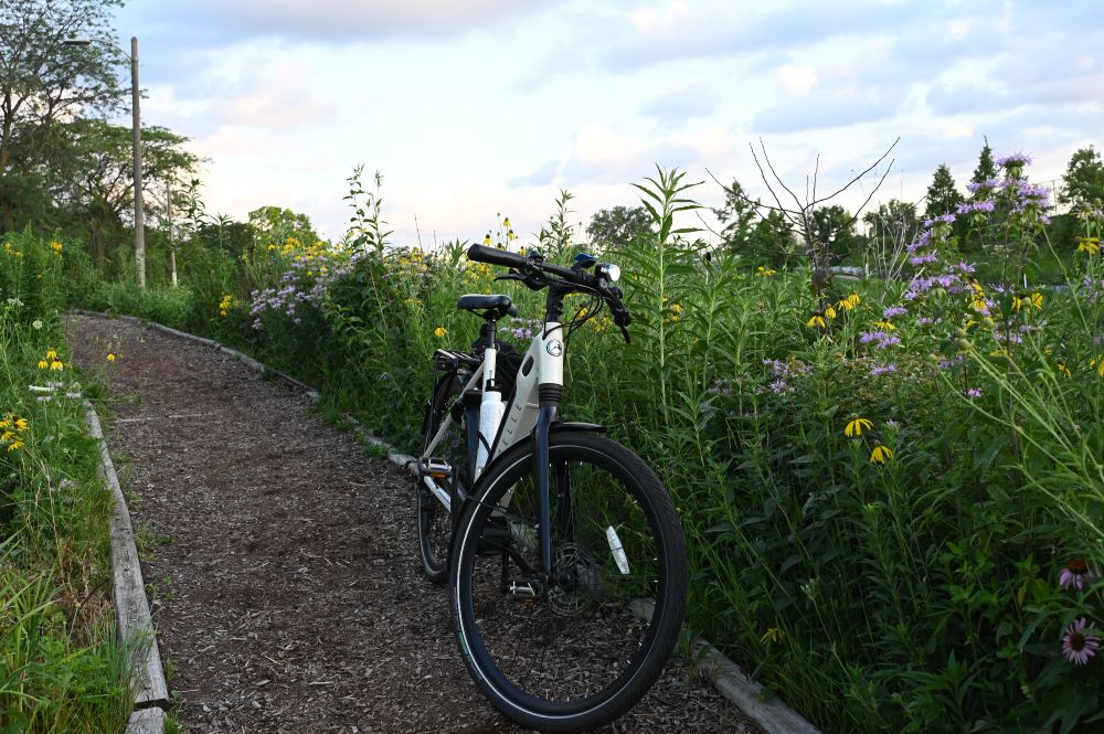 Viktor's White Gazelle ebike on a dirt trail next to some tall flowers off the North Branch of the Chicago River