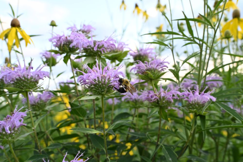 A bumblebee working on a purple flowers among lots of tall flowers
