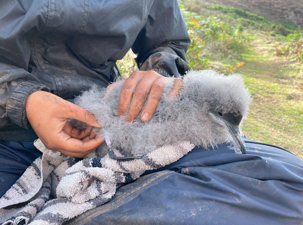 A researcher holding a Manx Shearwater chick on a towel. It has a ring on its leg and is very fluffy.
