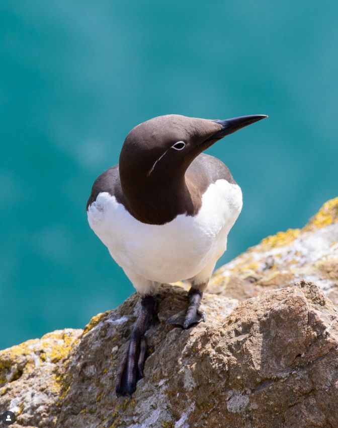 A Guillemot looking to the right. It is bridled, which it means it has a white ring around the eye and a white streak behind the eye.