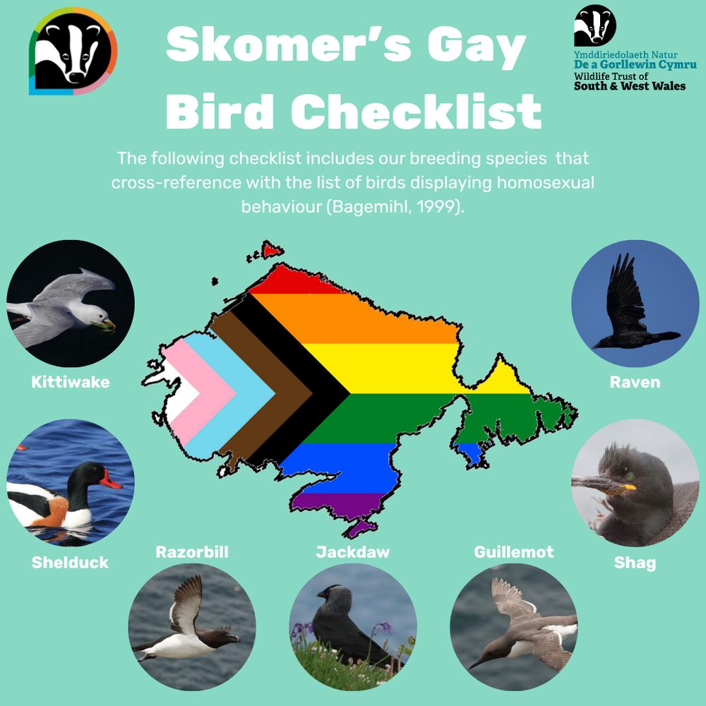 A poster showing Skomer's gay birds. It reads 'Skomer's Gay Bird Checklist: The following checklist includes our breeding species that cross-reference with the list of birds displaying homosexual behaviour (Bagemihl, 1999). Kittiwake, Shelduck, Razorbill, Jackdaw, Guillemot, Shag, Raven'. There are pictures of each bird and an outline of Skomer filled in with a Progress Pride flag.