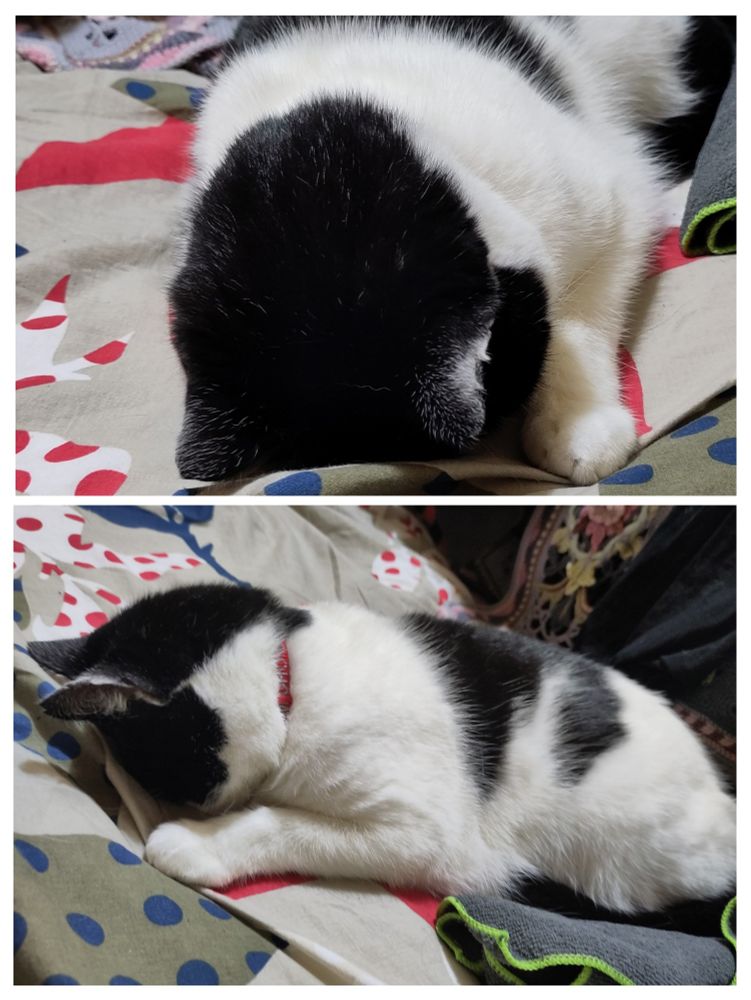 Composite of two photos of a black and white cat sleeping on her front, face down. From the side (bottom image) and the front (top image)