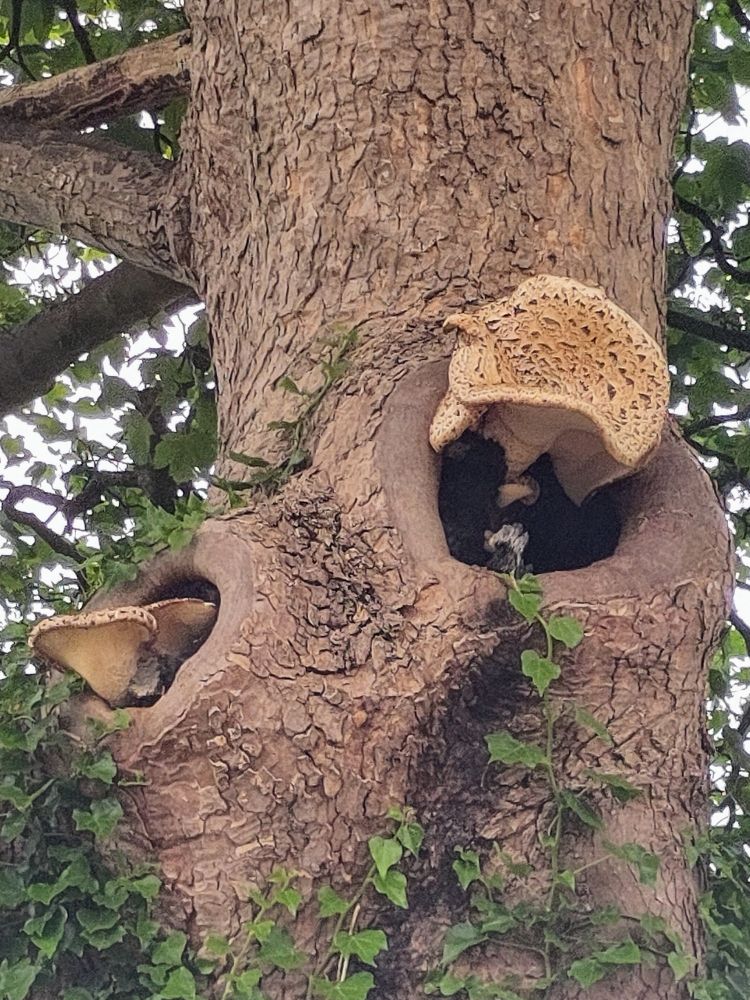 Close up of the bole of a sycamore tree with two hollows from which grow large bracket fungi. Ivy grows up the trunk at the bottom of the picture