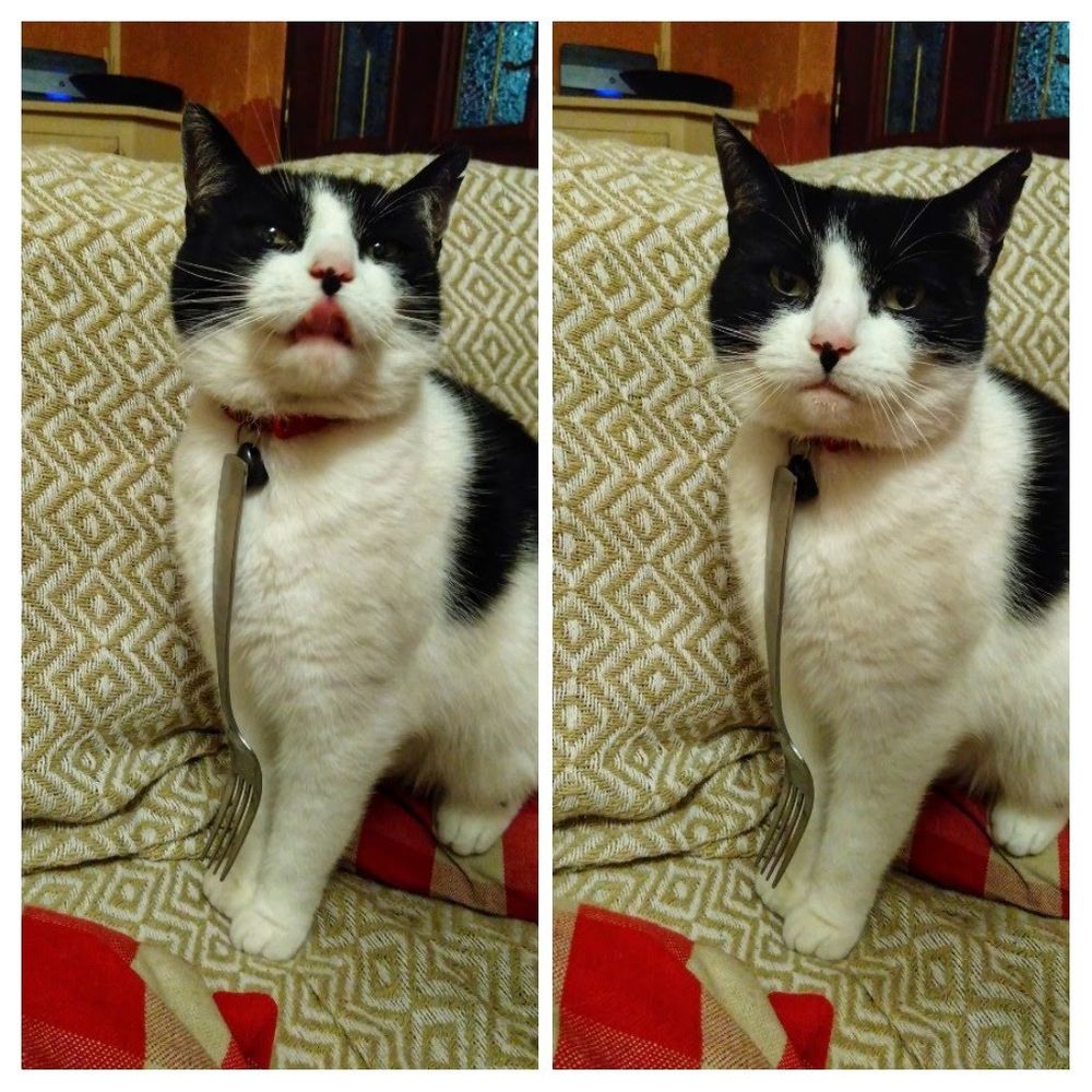 Side by side pictures of a black and white cat. She has a fork stuck to the catflap magnet on her collar. On the left side she is licking her lips and on the right she's staring impassively at the photographer.