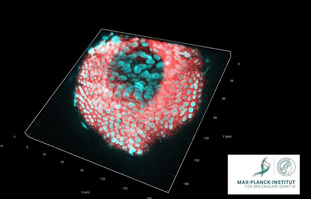 cyan = DNA, red = actin, xyz lsm700