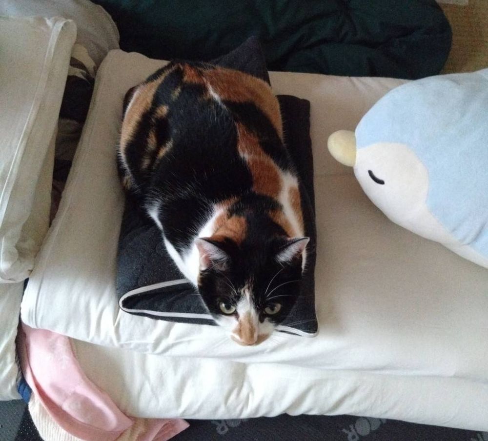 黒の毛色が枕に同化しているねこ