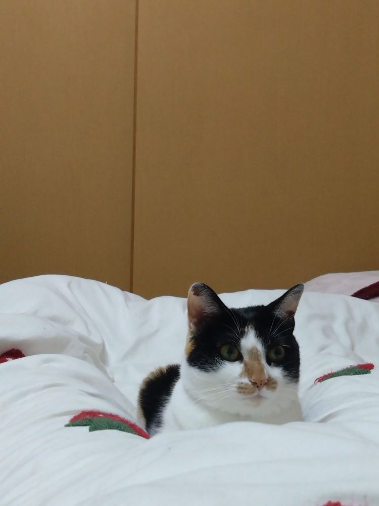 ねこはかわいいのであった。