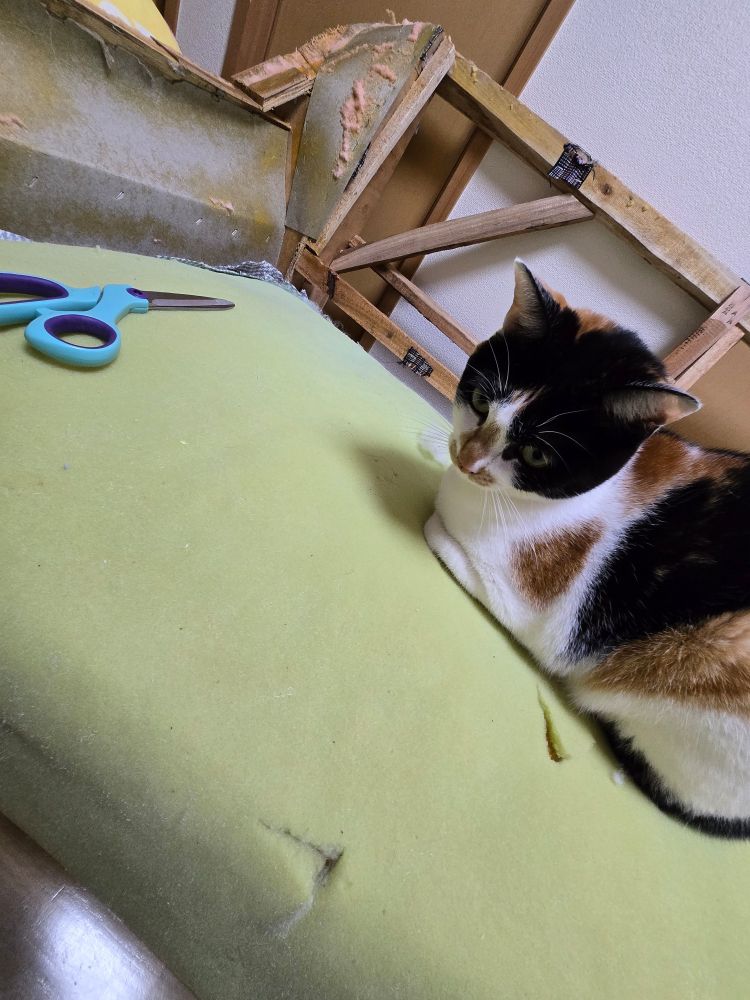 ソファー解体を見守る猫