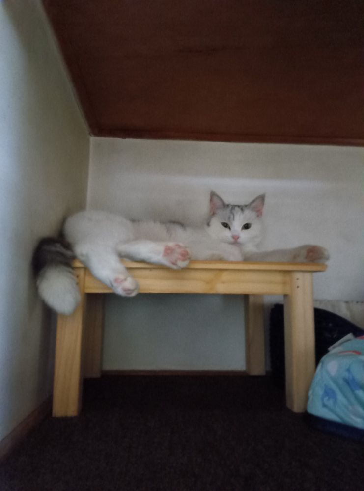 ネコ猫ねーこ
最近はこの上で寝てばっかりなごろんちゃん