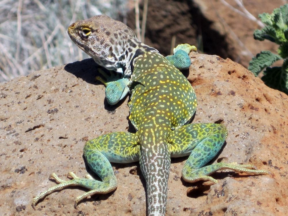 A psychedelic chungus of a lizard, the common collared lizard, moves upon a desert rock. His scales exhibit interesting Turing patterns resembling cellular automata gliders or lozenges or crescent moons. He has predominately turquoise limbs with muddled yellow and grey, while his torso is fluorescently yellow against a backdrop of brown-greys and white. His head is turned leftwards, revealing a supercilious expression, as if his mind is laden with lemniscates and lemmas of infinity