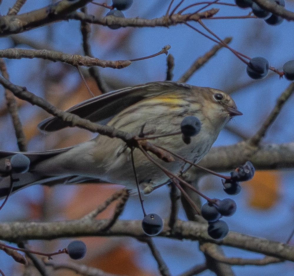 Yellow-Rumped Warbler 
