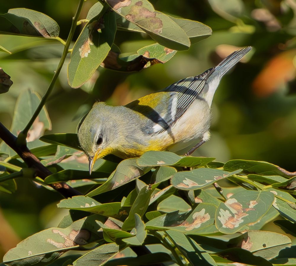 Northern Parula (Fall)
