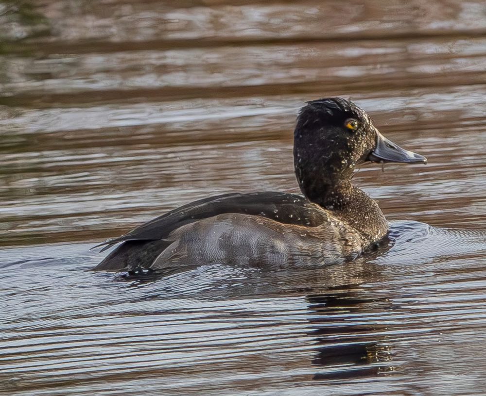 Ring-Necked Duck (male)