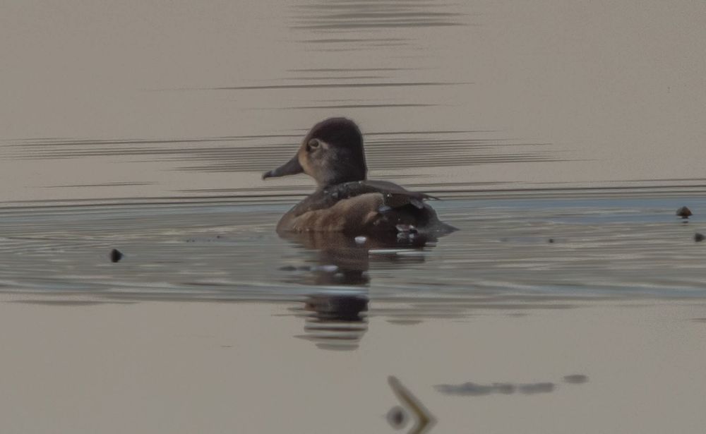 Ring-Necked Duck (female)
