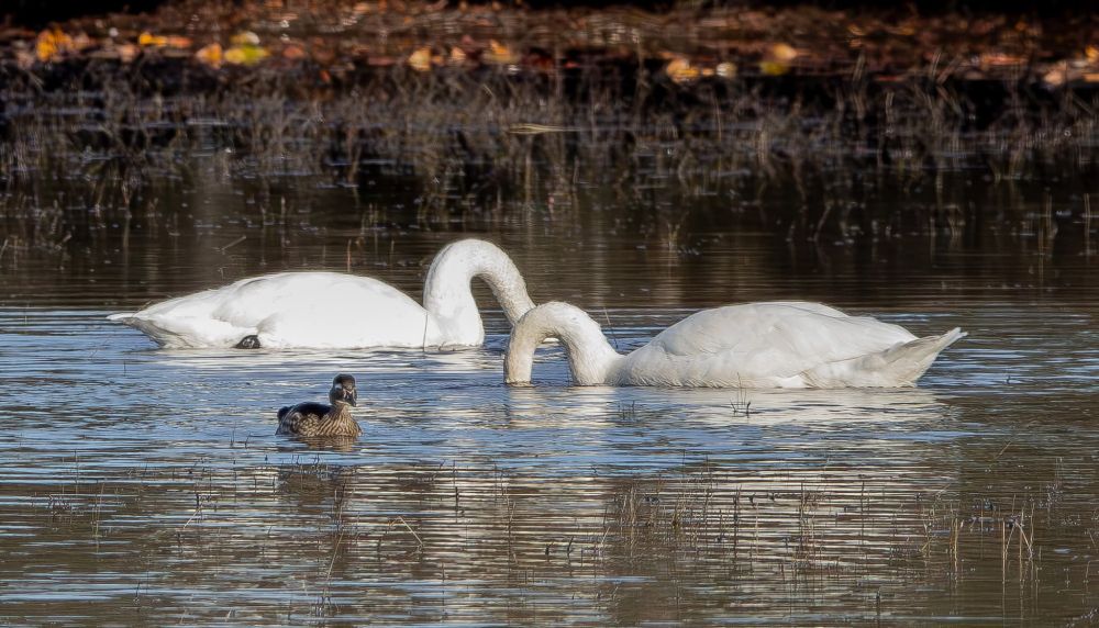 Wood Duck (female) with Tundra Swans