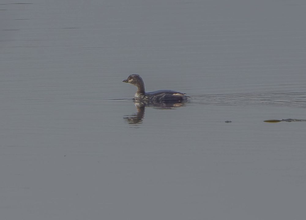 Pied-Billed Grebe