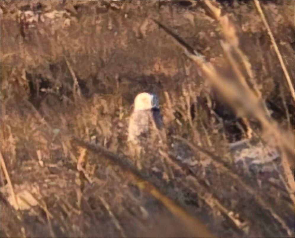 Very zoomed in pic of a Snowy Owl