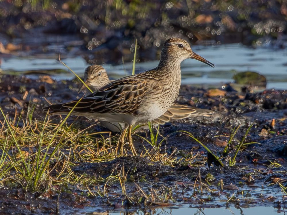 Pectoral Sandpiper