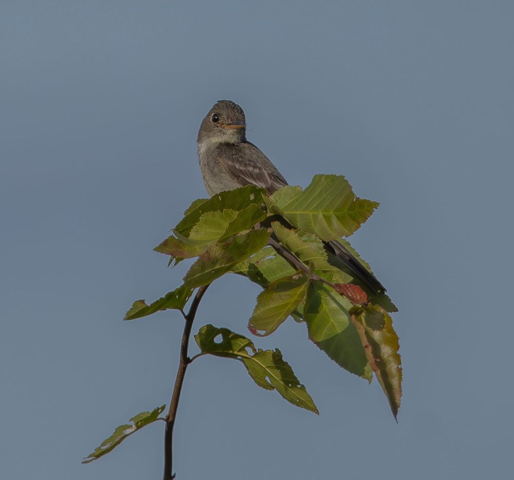Eastern Wood-Pewee