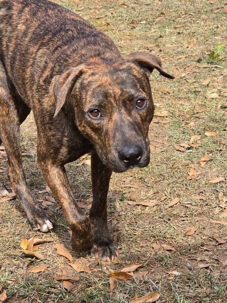 Brindle dog walking toward camera