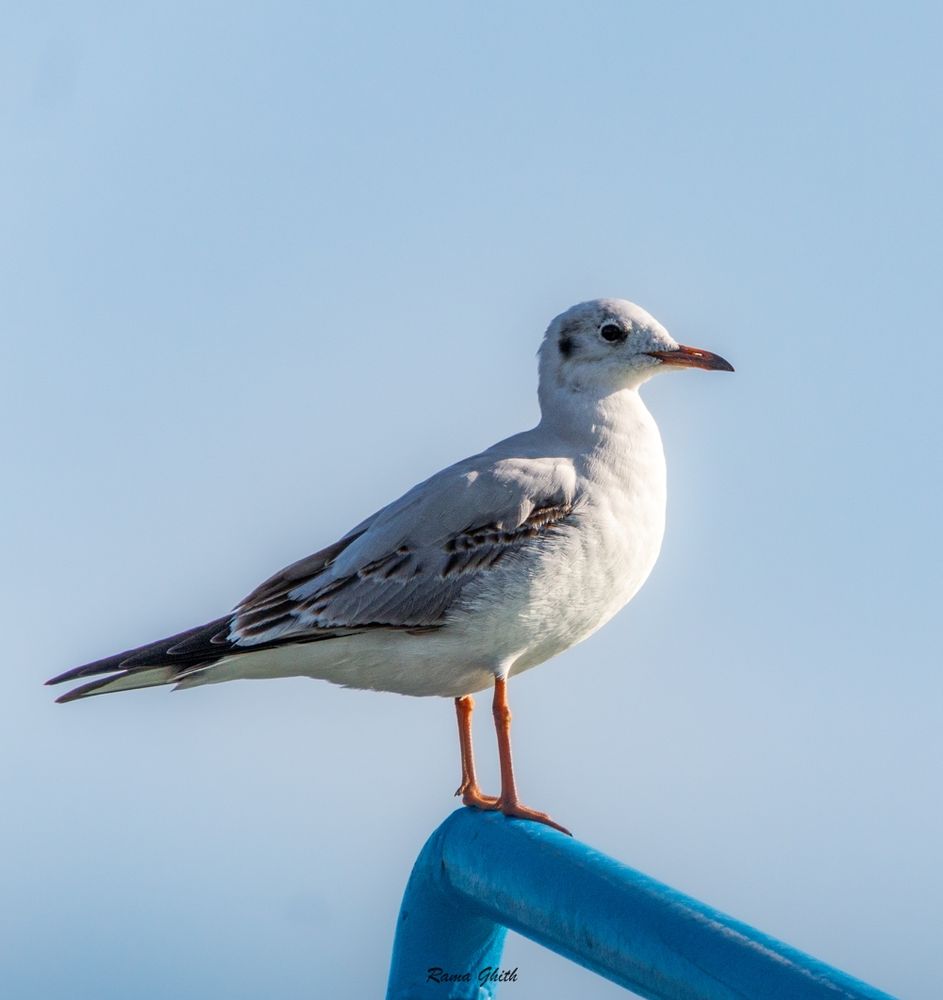 seagull
gull
clear sky
photography
sunny day
birds