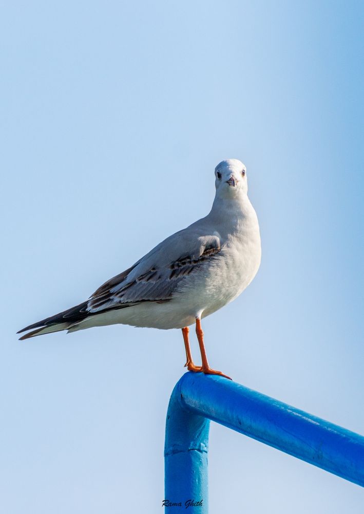 Gull
Seagull
look at camera
photography
birds
