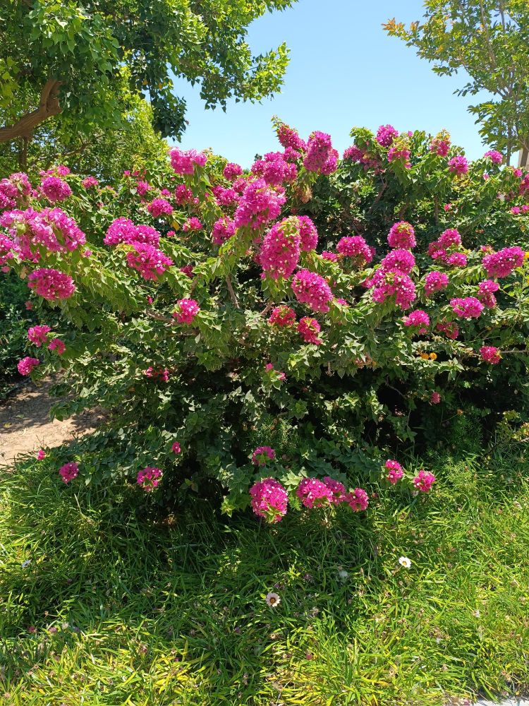 rose