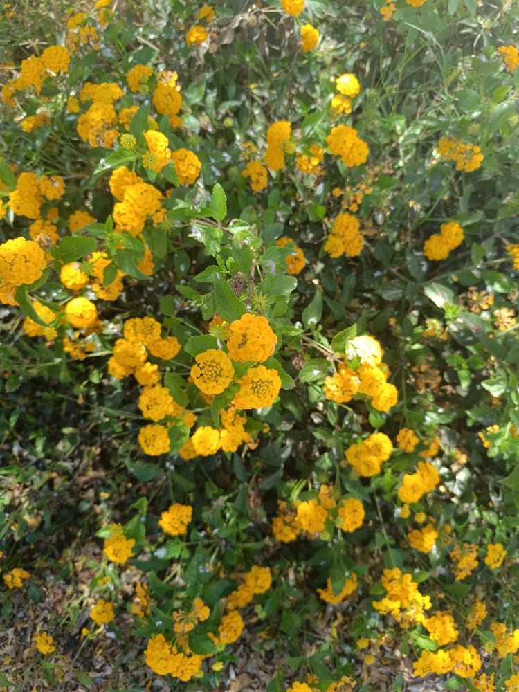 yellow roses