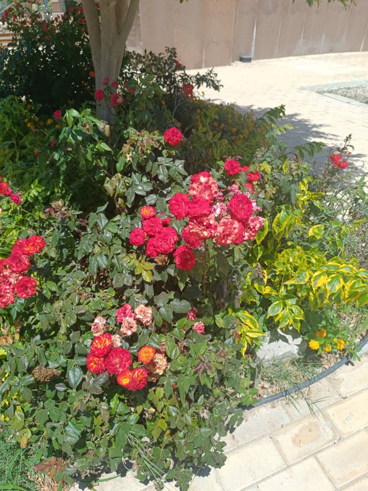 red flowers