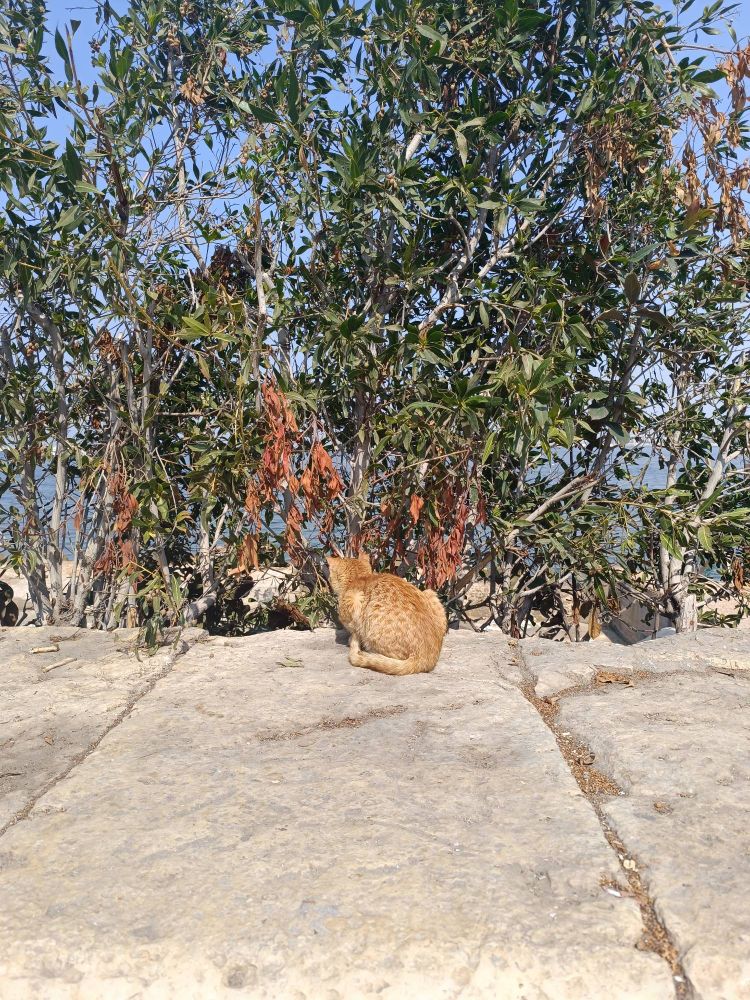 cat