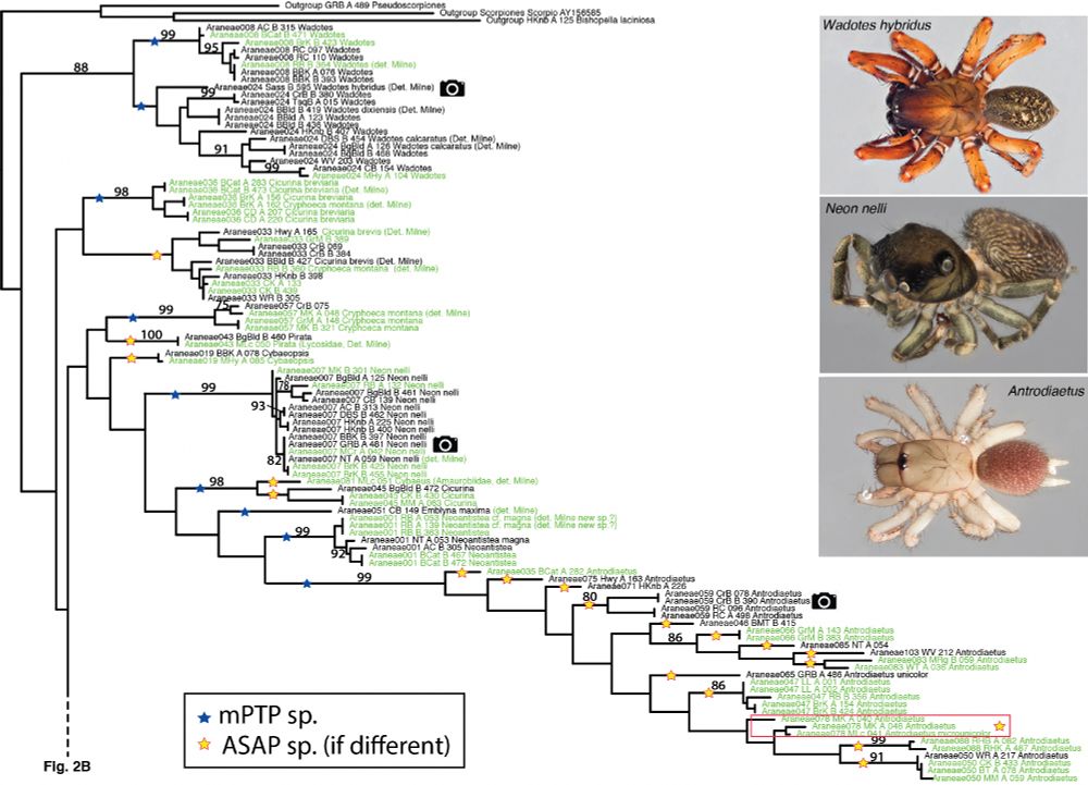 One fourth of a phylogenetic tree of southern Appalachian spiders, with photos of three representative taxa along the right side, Wadotes hybridus (reddish brown cephalothorax with zig-zag stripey gray and white abdomen), Neon nelli (large-eyed gray jumping spider), and Antrodiaetus sp. (a large-jawed mygalomorph trapdoor spider, light tan with a reddish abdomen.