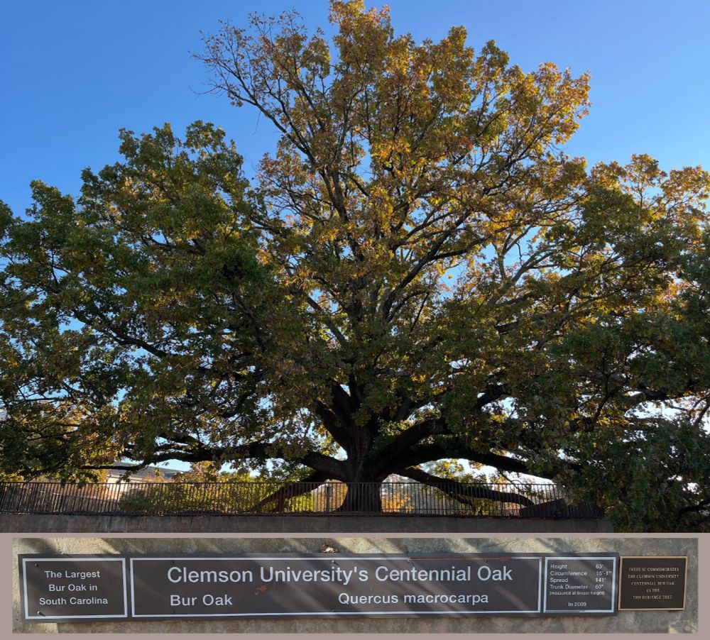 Side view of Clemson's Centennial Bur Oak, with a sign beneath: "The largest Bur Oak in South Carolina, Clemson University's Centennial oak, Quercus macrocarpa; Height 63 ft, circumference 16 feet 1 inch, Spread 141 feet, Trunk diameter (abh) 60 inches (in 2009).