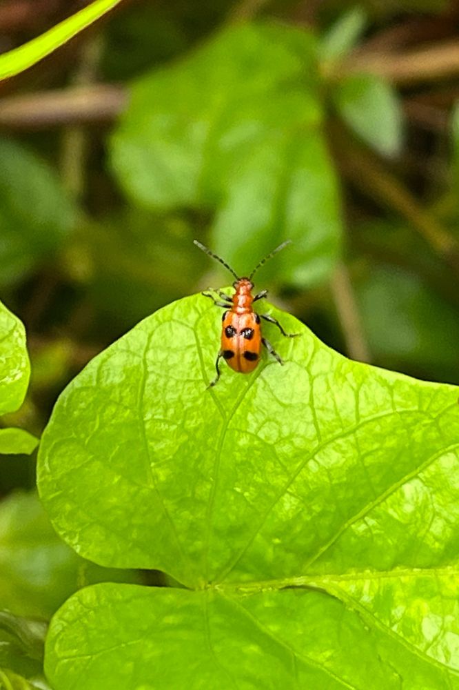 Elongate red-orange beetle with black spots on the shoulders and two pairs of black spots more posteriorly on the wing covers, hence, the 'six-spotted Neolema' (Neolema sexpuncata), a leaf beetle in the subfamily Criocerinae. Beetle is centered in the frame sitting on the edge of a leaf, with black antennae outstretched.