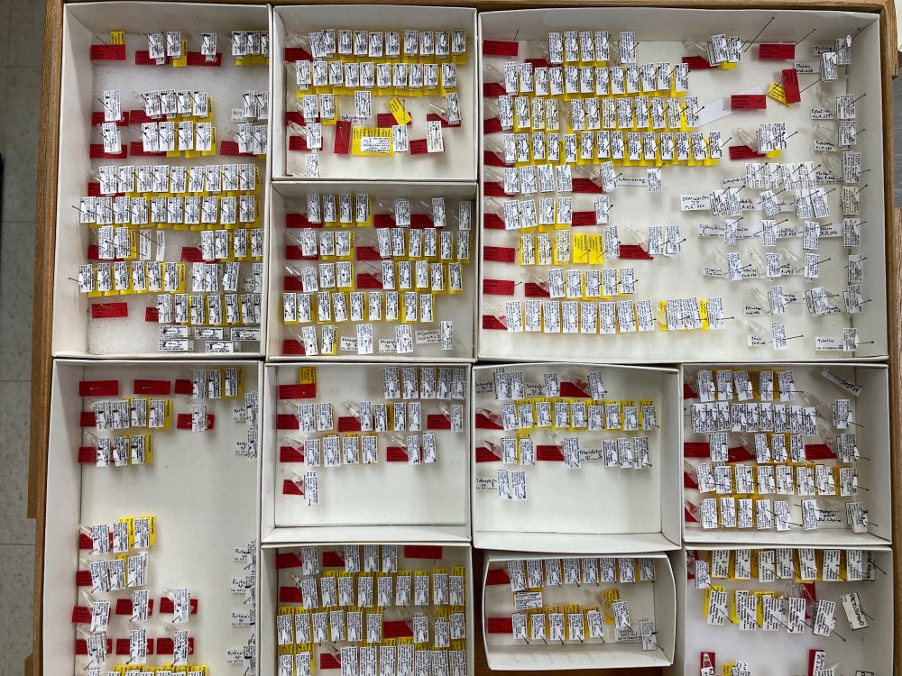 A wooden drawer of insect specimens in unit trays. Each of the ~85 new species has a red labelled 'Holotype', the 'official' representative of that species name for all time. Most also have one or more 'Paratypes' with yellow labels. These are, I assert, the same species, but they don't have the same status as the holotype.