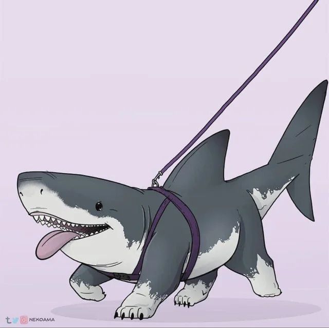 A shark walking on legs and wearing a harness and a leash. A large tongue lolls out of its mouth which shows lots of teeth. The shark appears to be smiling as if happy and contented.