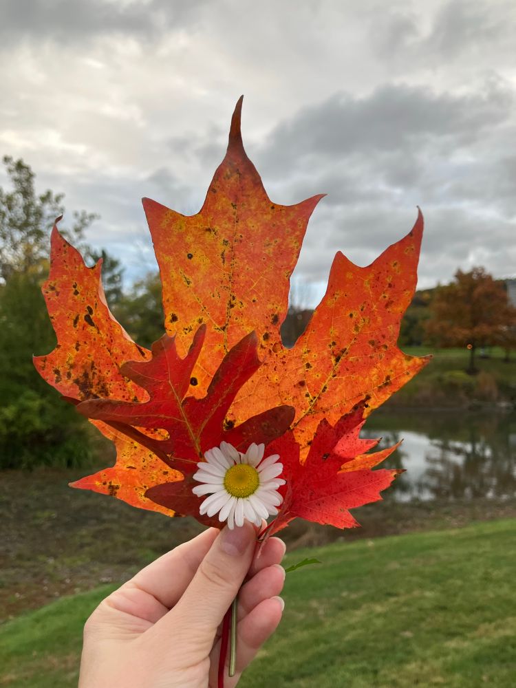 Bouquet of orange and red leaves with a daisy