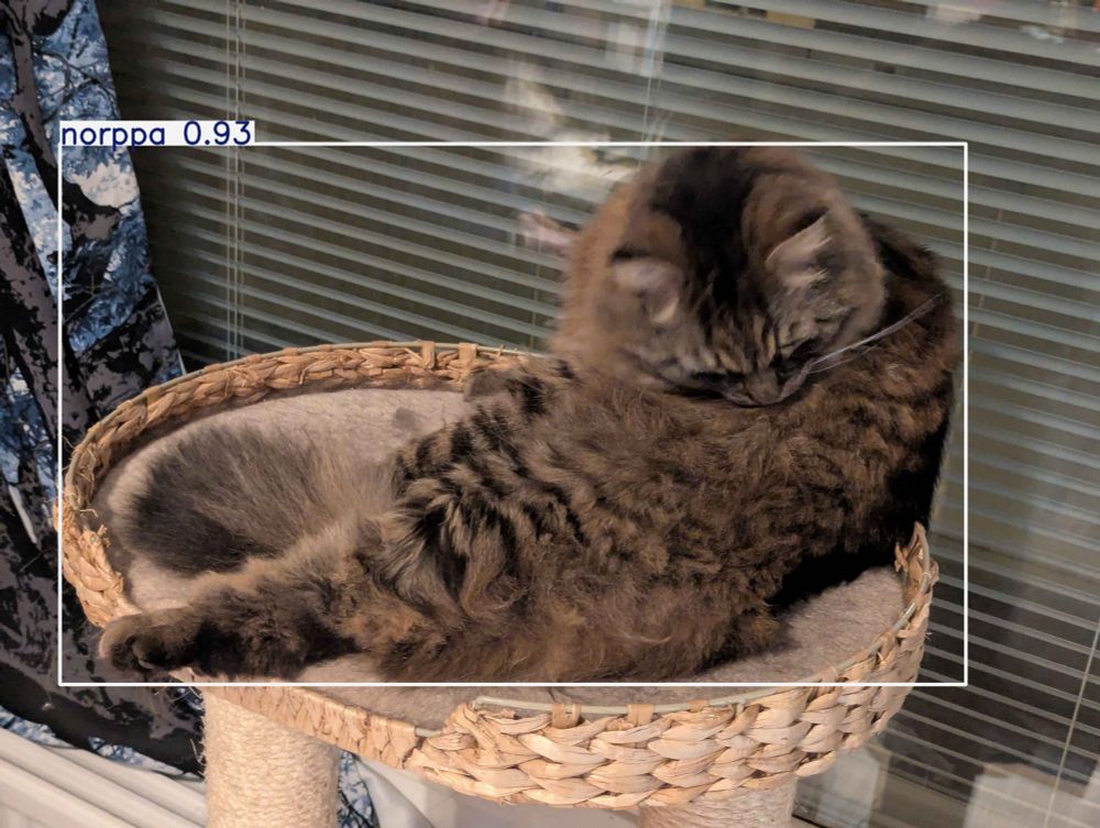 Picture of a cat cleaning himself with a label "norppa 0.93"
