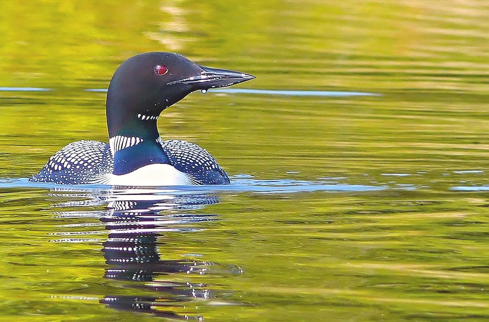 A loon (bird) on the water, glaring