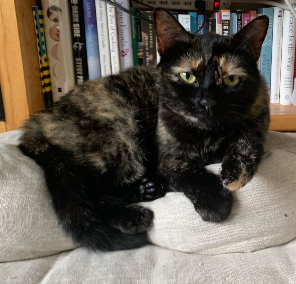 Torti cat, LC, on meditation cushion. 