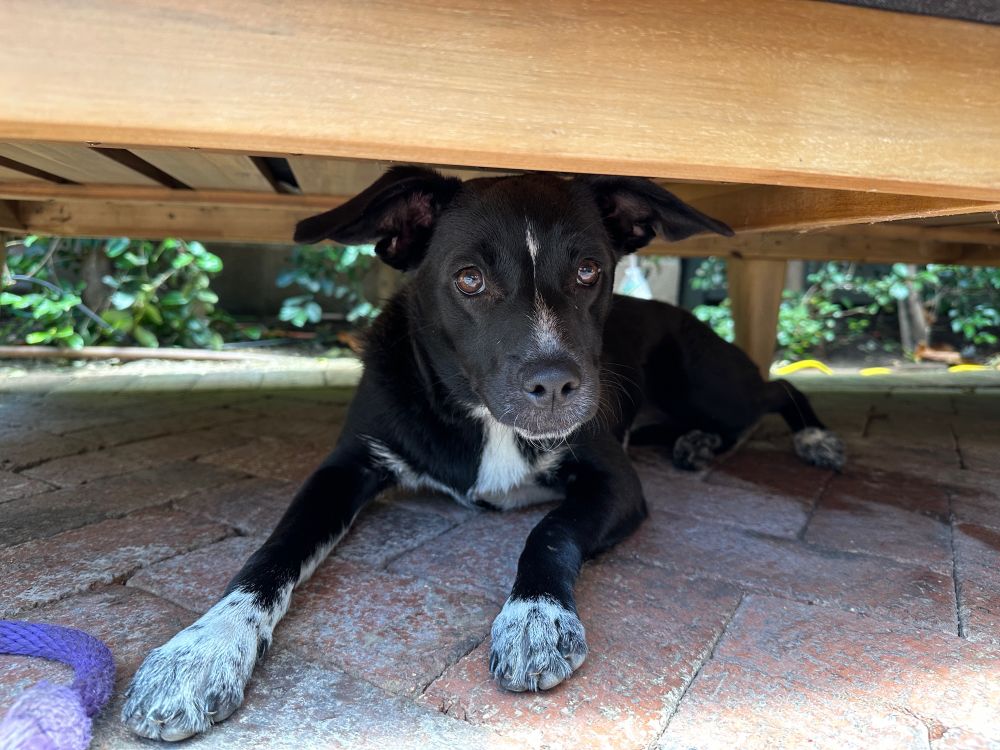 Seven (7) month old black puppy under and outdoor sofa. She is looking into camera.