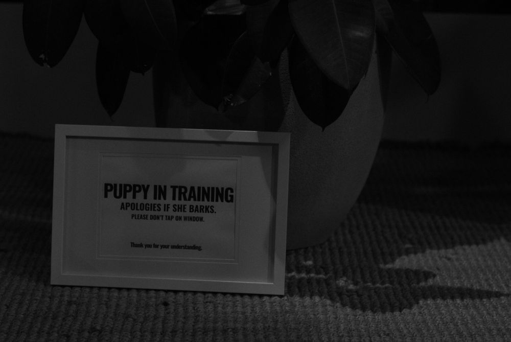 A framed placard reading "PUPPY IN TRAINING. IF SHE BARKS, PLEASE DON'T TAP ON WINDOW. Thank you for your understanding."