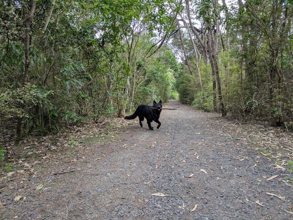 Occasionally we bring the stick towards the human to taunt them with it.