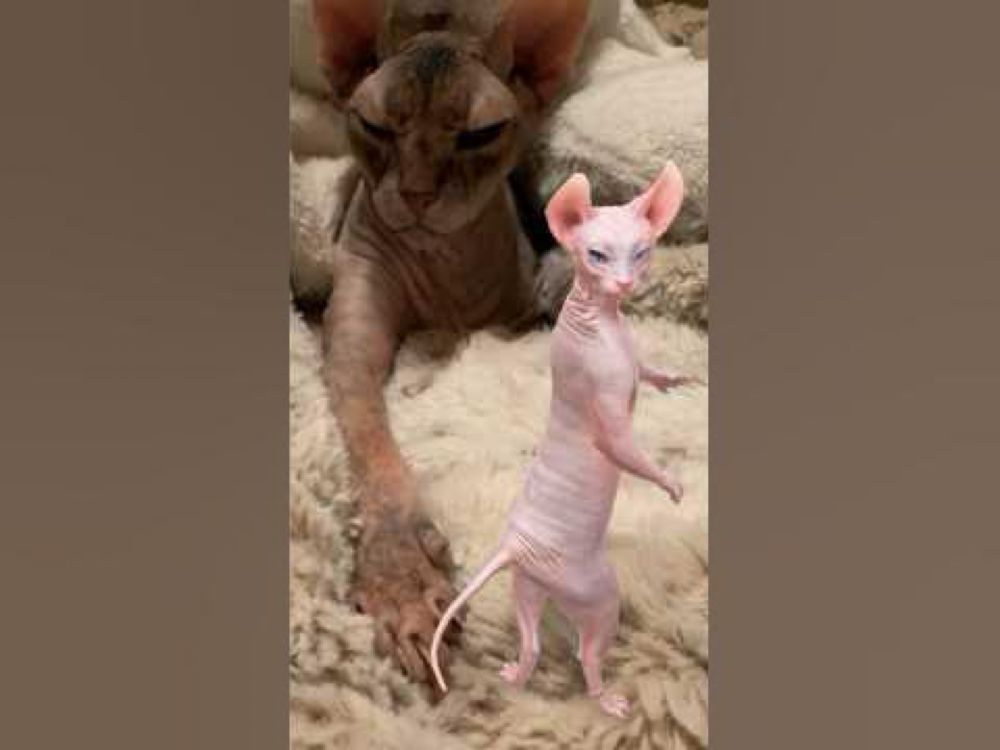 Dancing Sphynx Is Back! 😻😹