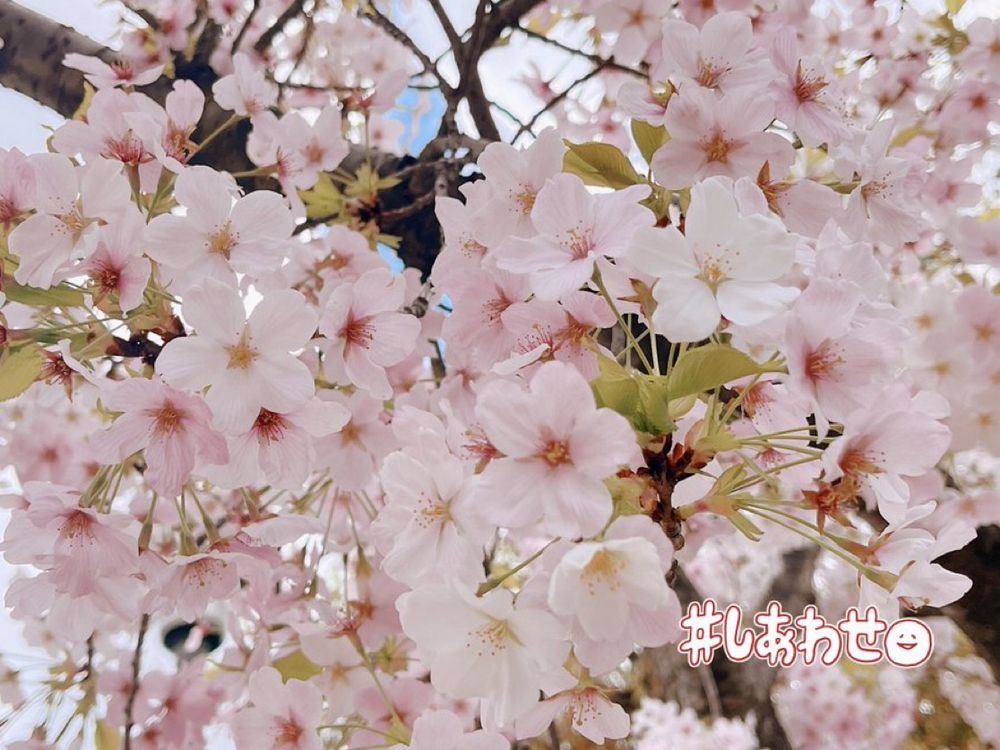 2025/4/7本垢投稿分