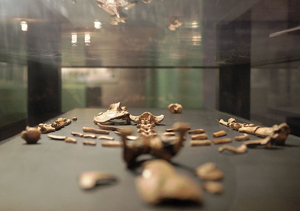 Museum display case containing fossilized bone fragments of Lucy, the famous Australopithecus afarensis specimen. The ancient hominin fossils are arranged on a dark surface under protective glass, showing various skeletal remains including what appear to be skull fragments, jaw pieces, and other bone fragments. The 3.2 million-year-old fossils are displayed with dramatic lighting against a dark background, with reflections visible in the glass case above. The fragments vary in size and show the characteristic brown coloration of fossilized bone.