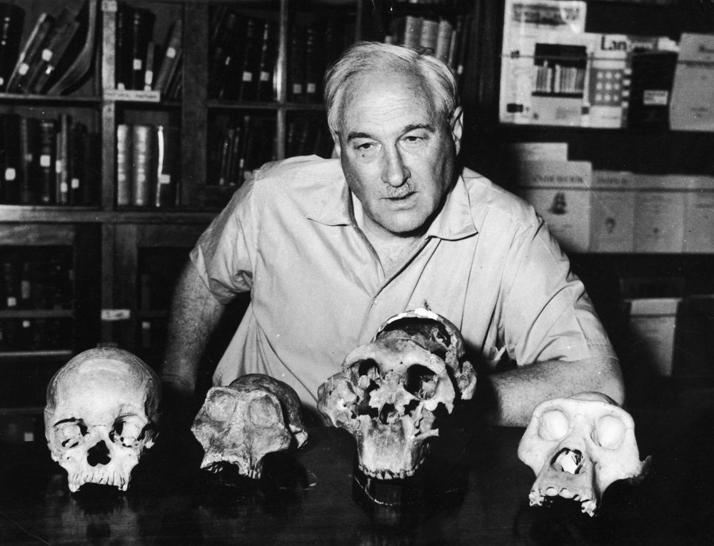 Alt text:
Black-and-white photo of a man seated at a table with five hominin and primate skulls arranged in front of him.. He wears a short sleeved collared shirt. Behind him are shelves filled with books and journals.
